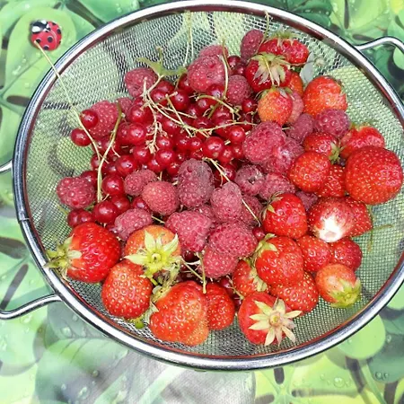 Kupershof Сasa de vacaciones *