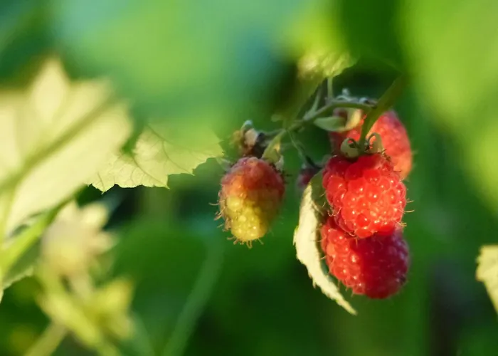 度假居 Kupershof *