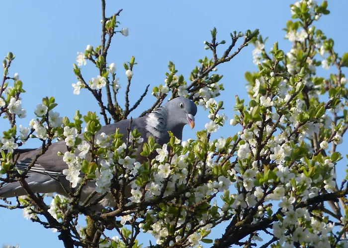 Kupershof 度假居 伊皮