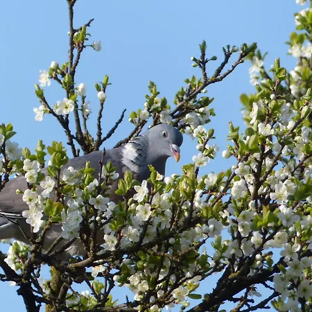 Kupershof Ferienhaus Epe